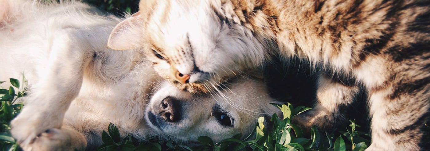 Hund und Katze beim Schmusen